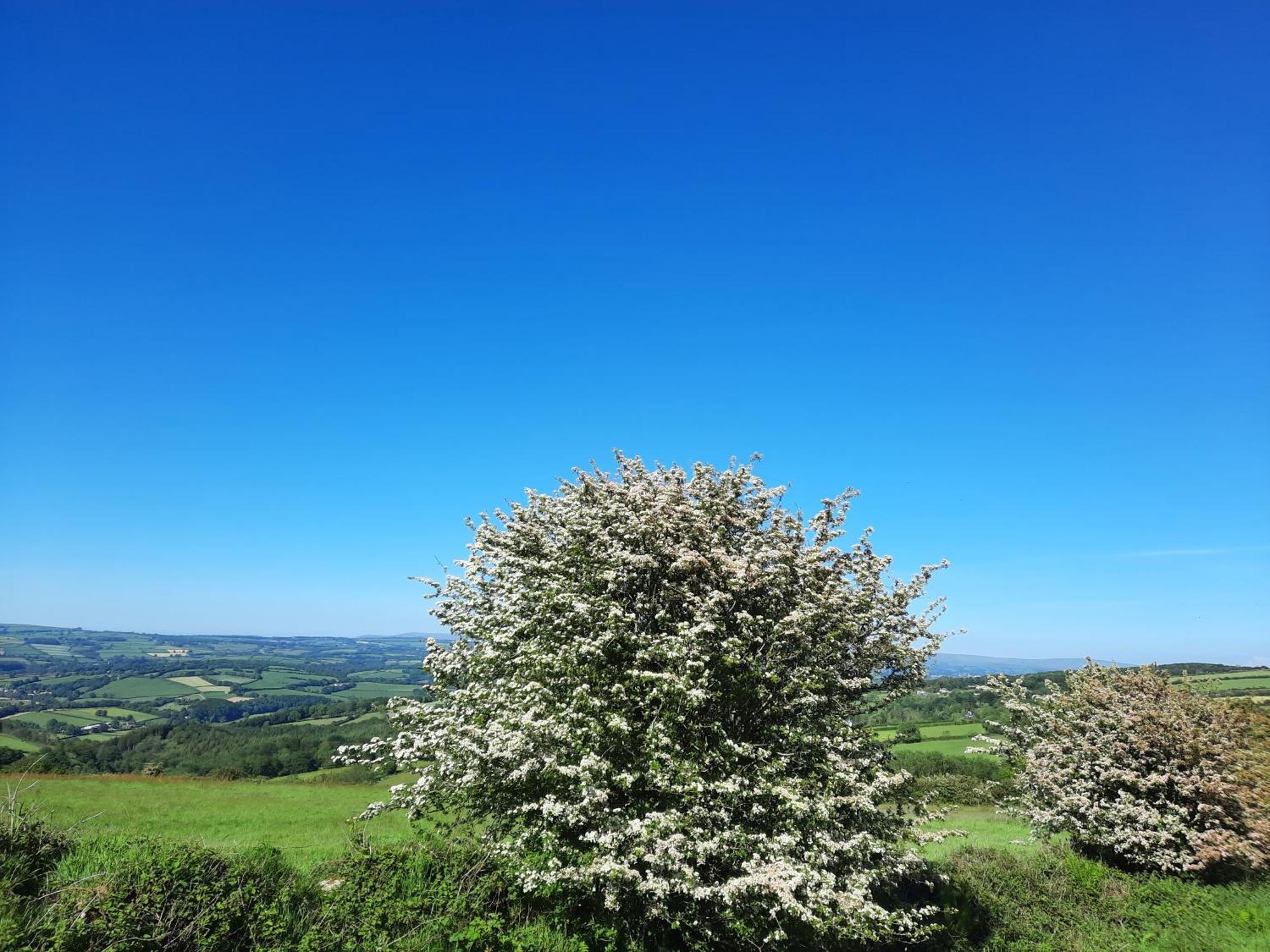 Summit Camping Kit Hill Cornwall Panoramic Views Grass Pitch From 15Pn Or Bella Bell Tent 75Pn 卡林顿 客房 照片